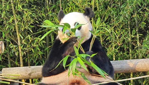 Ai Bao es uno de los dos osos panda que se encuentran en Panda World, un centro de visita y conservación de estos animales dentro del parque de diversiones Everland, en Corea del Sur.