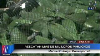 Amazonas: casi mil loros pihuichos fueron decomisados en Bagua