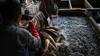 La lucha de los mercados de alimentos frescos en Wuhan tras el coronavirus | FOTOS