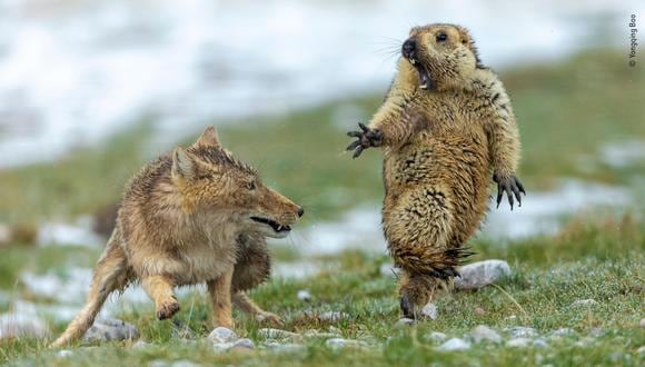 Las protagonistas de la imagen son una hembra de zorro tibetano y una marmota himalaya. (Foto: Yongquing Bao)