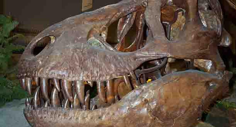 Un equipo de científicos asegura que los tiranosaurios tenían la cara cubierta de una capa escamosa, similar a la de los cocodrilos, sin labios. (Foto: wikimedia)