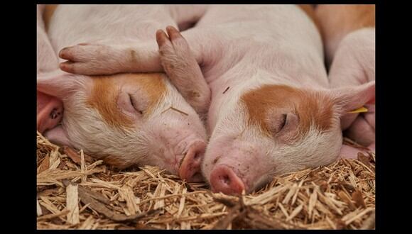 Los investigadores analizaron 32 cerebros de cerdos que habían sido sacrificados en un matadero.&nbsp; &nbsp;(Referencial - Pixabay)