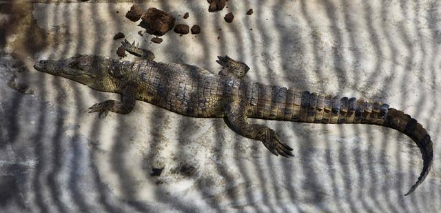 Los cocodrilos del lago Kariba - 5