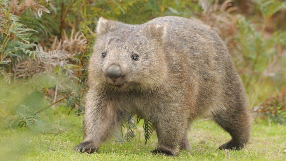 The wombat, a marsupial native to Australia, was one of the favorite pets of the eccentric Dante Gabriel Rossetti.  (GETTY IMAGES).