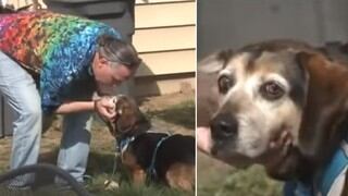 El emotivo reencuentro entre un hombre y su perro luego de dos años