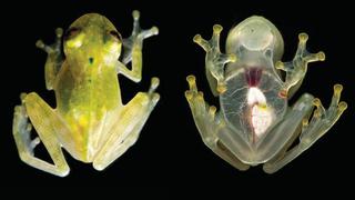 Descubren especie de rana transparente a la que se le puede ver el corazón