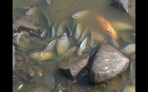 La Molina: más de 500 peces murieron en laguna artificial