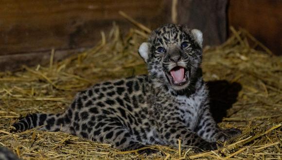 Gran Chaco argentino: nacen dos cachorros de jaguar en el Impenetrable. 
Fundación Rewilding Argentina.