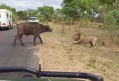 Twitter: león vs búfalo ¿quién gana esta batalla?