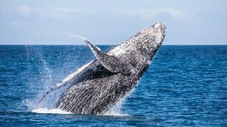 Turismo: el avistamiento de ballenas reactiva la economía en Tumbes