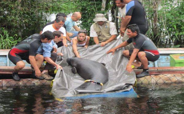 Iquitos: cuatro manatíes amazónicos fueron liberados tras rehabilitación