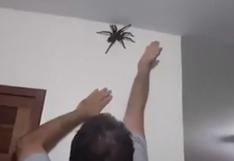 YouTube: sujeto con nervios de acero atrapó a una araña gigante