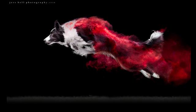 'Rush', el perro de raza Border Collie en acción. (Fotos: Jess Bell Photography en Facebook)