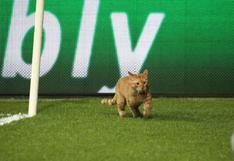 Un gato detuvo el partido entre Besiktas vs Bayern Munich por Champions League