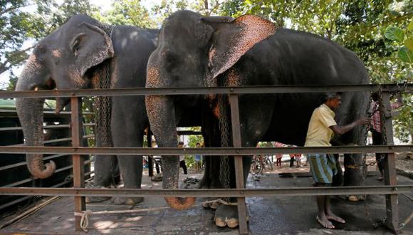 Sri Lanka: Pelea de elefantes deja un muerto y doce heridos