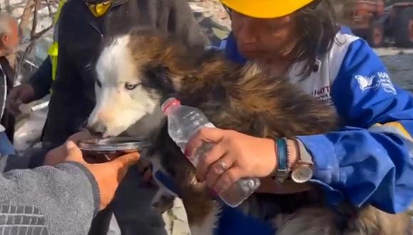 Los rescatistas sacaron a un perro de un edificio colapsado en el sur de Turquía 23 días después del terremoto mortal de 7.8 magnitud del mes pasado, informaron el jueves los medios locales. (Foto:  Demiroren News Aagency / DHA (Agencia de Noticias Demiroren) / AFP)