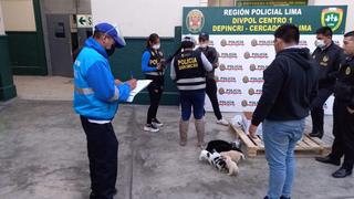Once canes que iban a ser vendidos de manera ilegal fueron rescatados en Mesa Redonda