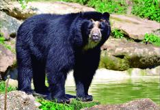 Apurímac: hallan sin vida a oso andino con una soga en el cuello