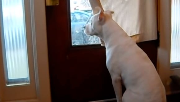 Así es como este perro esperó por tres largos años el regreso de su dueño que estaba enlistado en la milicia de los Estados Unidos. (Foto: YouTube Viral)