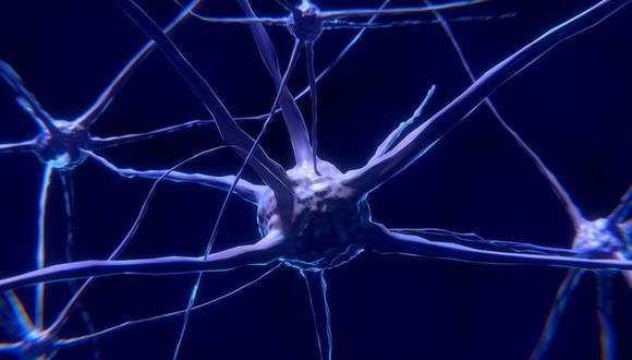 Hasta ese momento los estudios habían sugerido que el hipocampo del cerebro humano era capaz de generar neuronas incluso en edad adulta. (Foto: Pixabay)