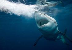 Shark Month: los tiburones más temibles llegan a la pantalla de Discovery 
