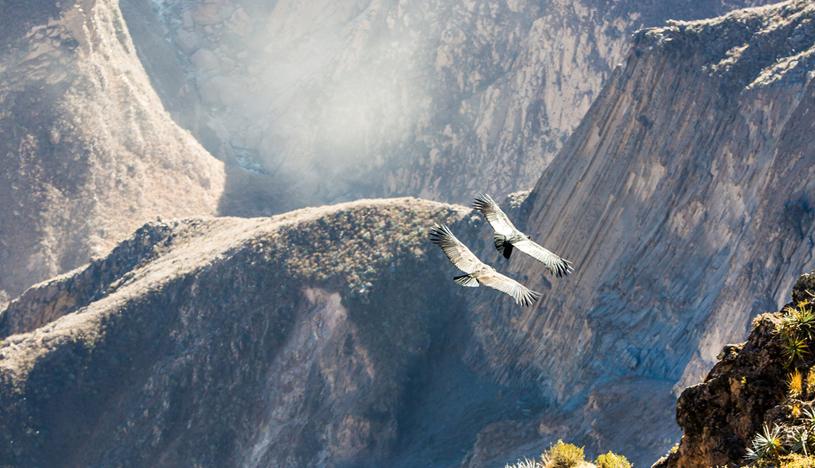 En el Cañón del Colca se puede observar al cóndor andino, reconocido como el ave voladora más grande del planeta. (Foto: Shutterstock)