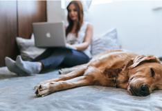 Consultorio WUF: estos son los pros y contras de dormir con tu perro