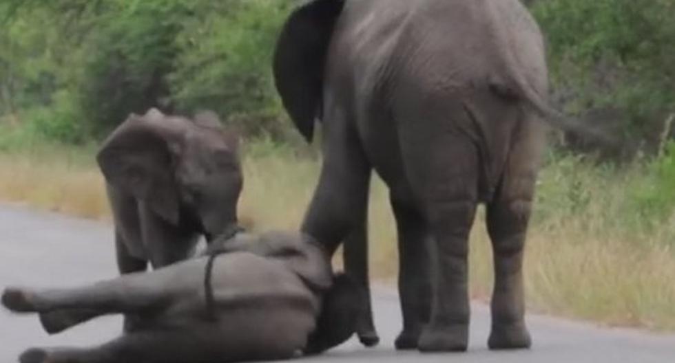 Elefantes socorren a bebé que se desmayó. (Foto: YouTube)