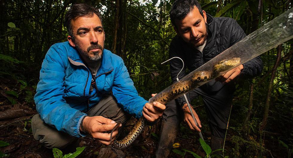 Los herpetólogos Pablo Venegas y Luis Alberto García Ayachi estudian un ejemplar de bothrocophias microphthalmus, la mayor serpiente venenosa en la región.
