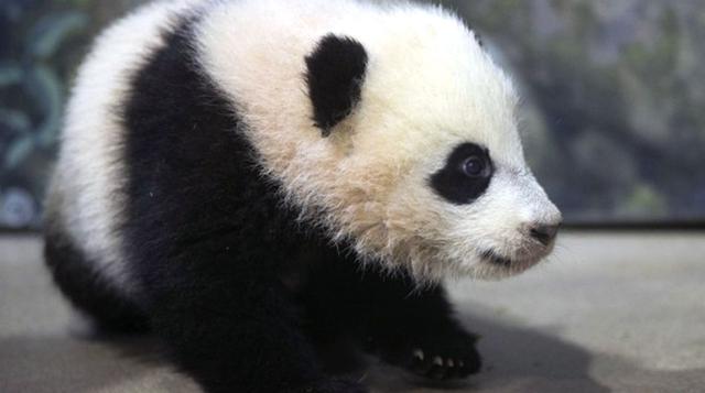 Panda bebe será nueva atracción del zoológico de Washington - 1