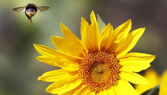 Arranca en Argentina un simposio mundial de apicultura orgánica