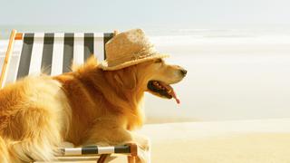 ¿Perros en la playa? Cómo pasar un verano sin riesgos