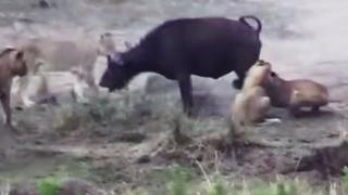 Facebook: video de búfalo salvándose de 4 leones remece YouTube