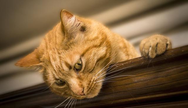 El accionar del gato ha llamado la atención de todos. (Pixabay / Simone_ph)