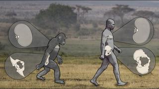 Modo de caminar de chimpancés y humanos es muy similar