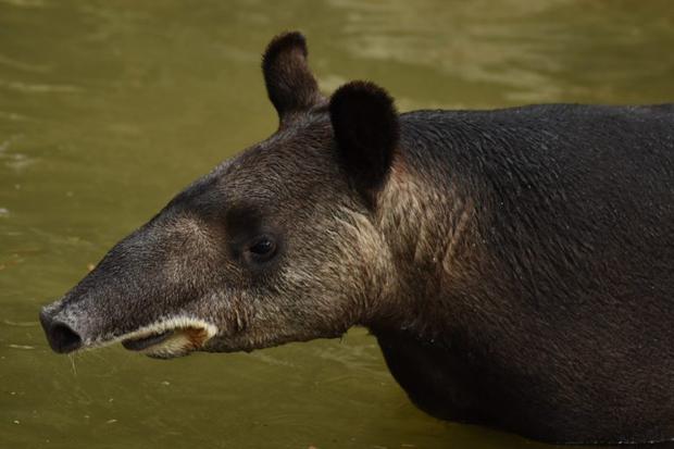 Las tres especies de tapir que habitan en América están en Colombia. Foto: Diego Lizcano.