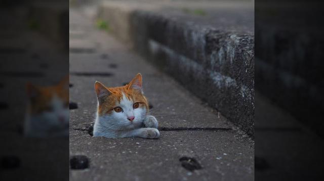 Fotógrafo captó a los gatos más divertidos de las alcantarillas - 10