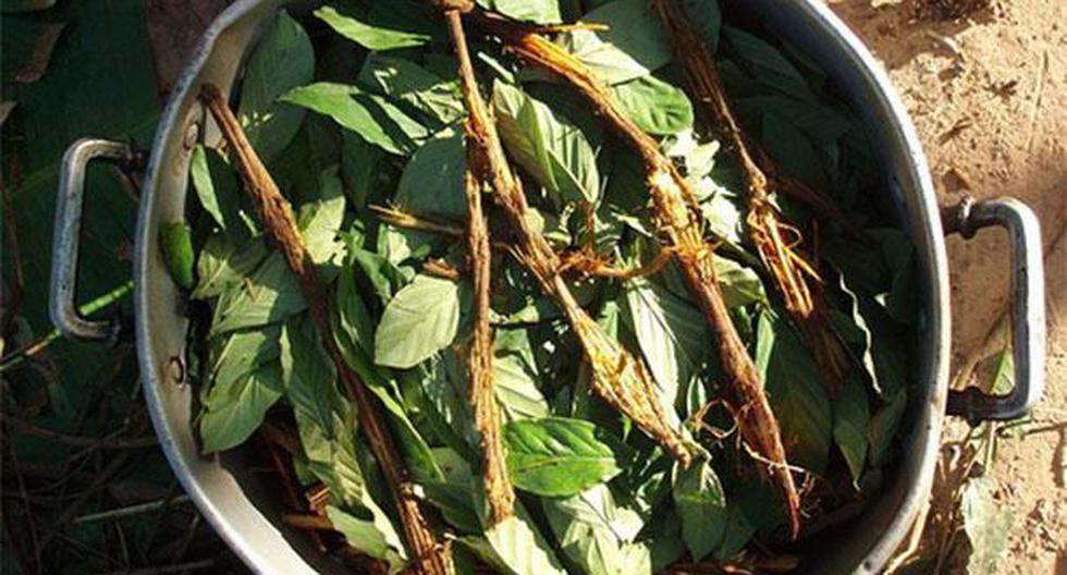 USA. Prohíben a una iglesia utilizar ayahuasca en sus ceremonias. (Foto: Wikipedia)