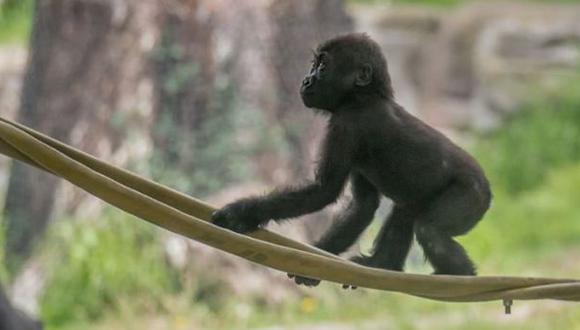 Bebe gorila Kabibe murió en un accidente y dejó tristeza en Zoo