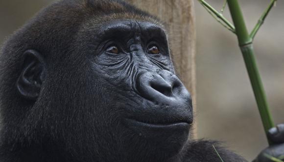 Un gorila mira dentro de su recinto en el parque zoológico de Beauval en Saint-Aignan, centro de Francia, el 31 de julio de 2022. (Foto de GUILLAUME SOUVANT / AFP)