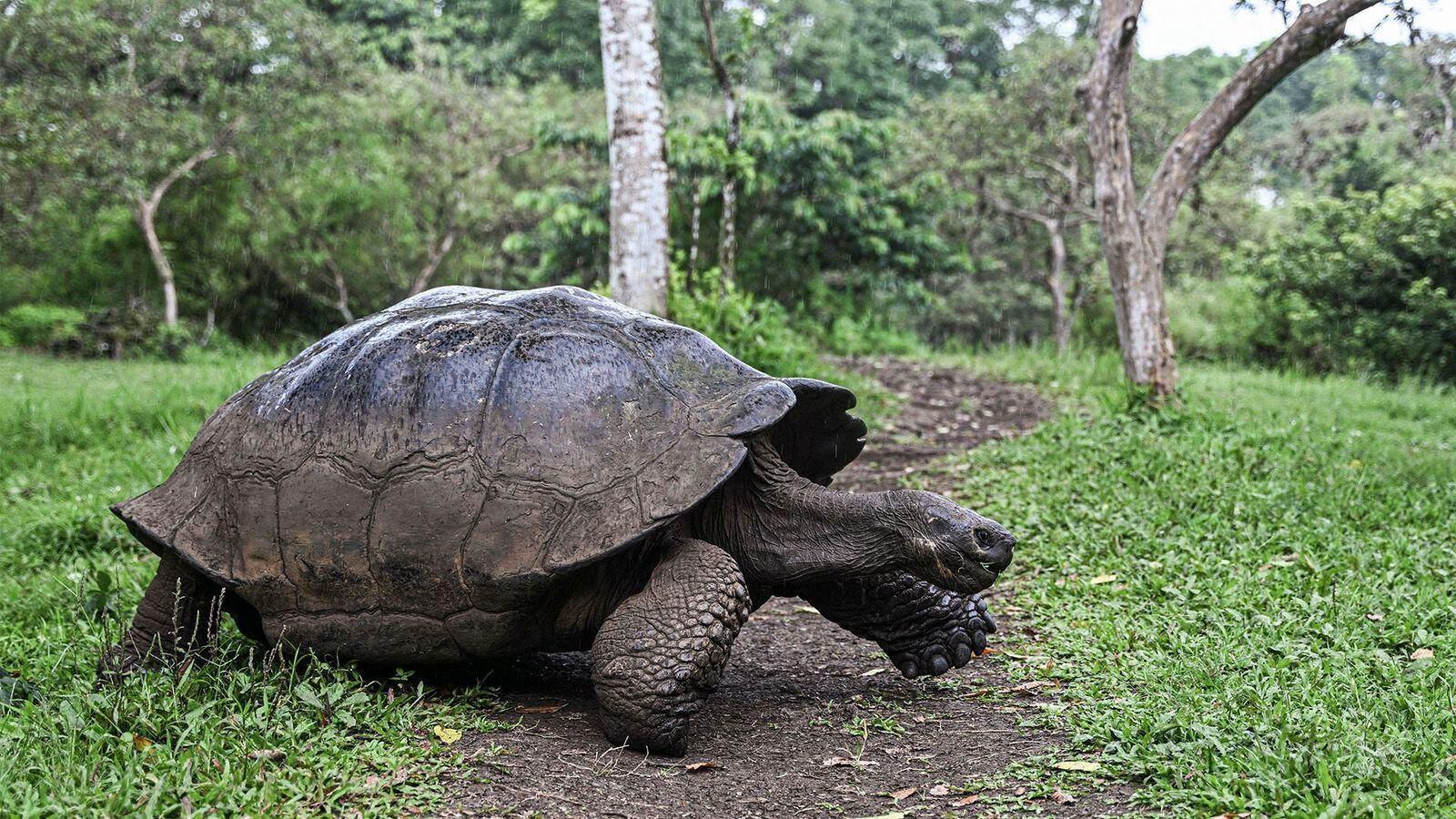 In 2017, Galapagos giant tortoises reacted dramatically to the eclipse, seeing it as a signal to mate.  (GET IMAGES).