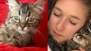 La historia de Lee, el gato cuya vida pende de un hilo en Bélgica solo por ser de Perú