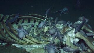 Expedición científica capta a decenas de criaturas marinas dándose un festín con una ballena muerta 