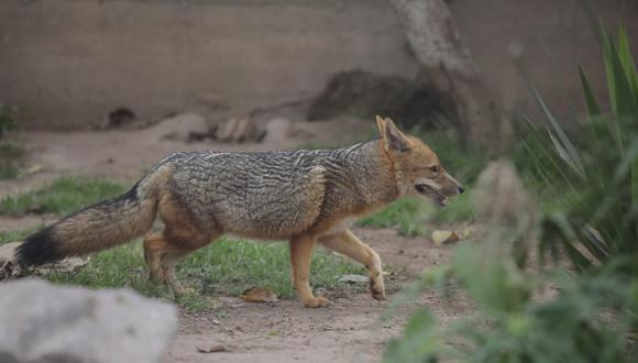 Zorrito 'Run Run' fue vendido con engaños a una familia de Comas en el Centro de Lima. Lo criaron pensando que era un perro. Luego escapó y vagaba por la calles. | Foto: GEC