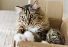 5 razones por las que a los gatos les gustan las cajas