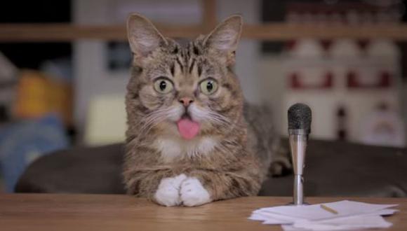 YouTube: científicos quieren secuenciar genes de gata Lil Bub