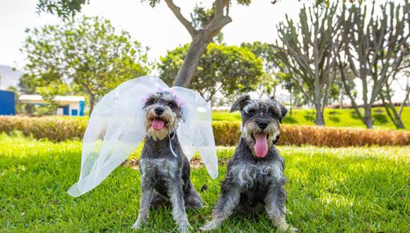 Perritos sellarán su amor en el club zonal Huiracocha. (Foto: Municipalidad de Lima)