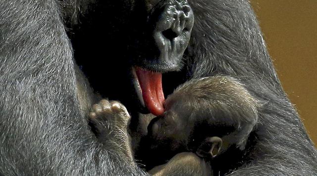 Un bebé gorila es el nuevo consentido de un zoo de EE.UU. - 7