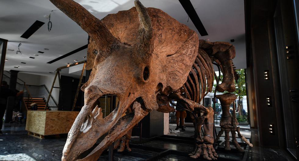 Why Scientists Criticize Million Dollar Dinosaur Skeleton Auctions