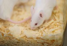 EEUU: ratones tienen neuronas que señalan cuando parar de comer